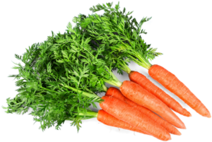 Les carottes sont souvent un plaisir à croquer pour les chiens