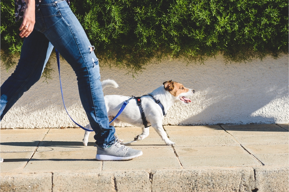 Un jack russel en balade, mais pour combien de temps?