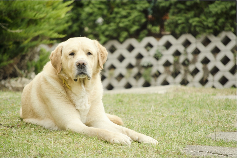 Avoir un jardin ne dispense pas de sortir son chien