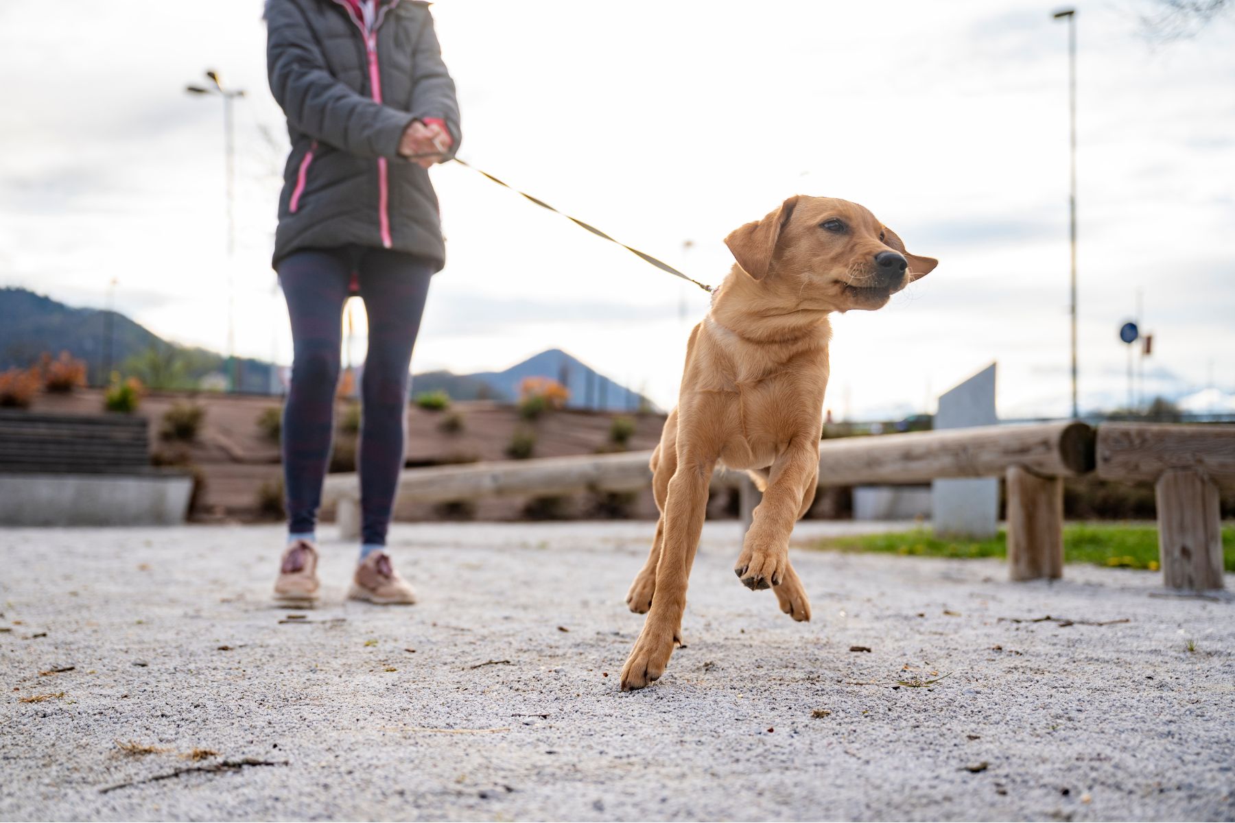 Un chien qui tire en laisse pour aller où il veut