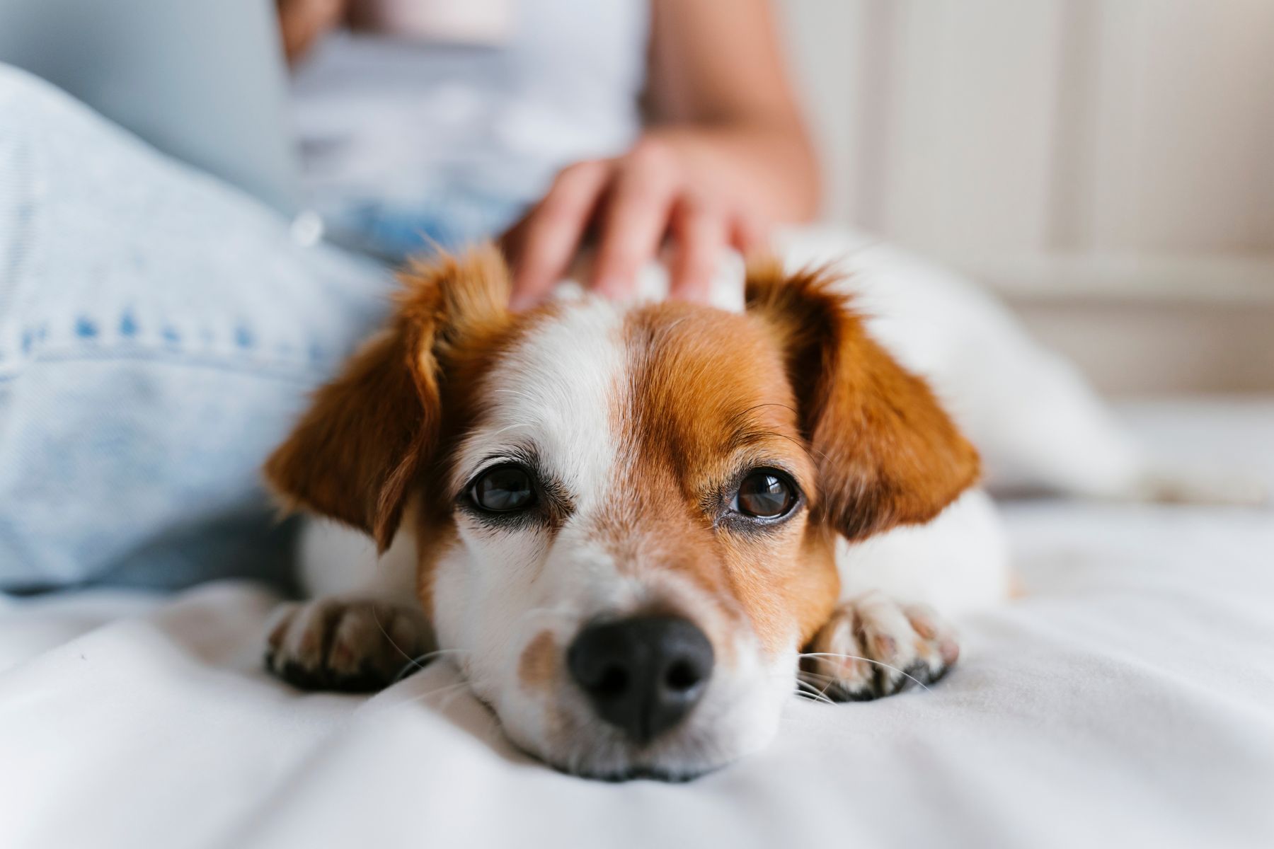 calin partagé avec un chien dans le lit