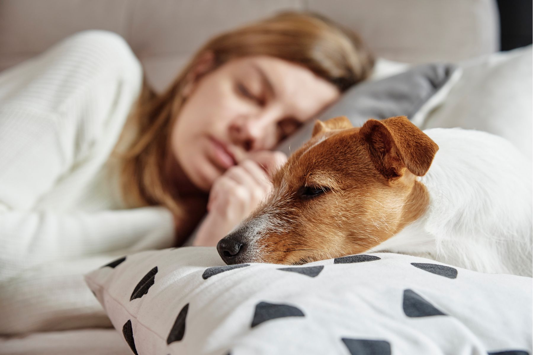 chien qui dort dans le lit avec une femme chien jack russel qui dort aux côtés d'une femme dans le lit