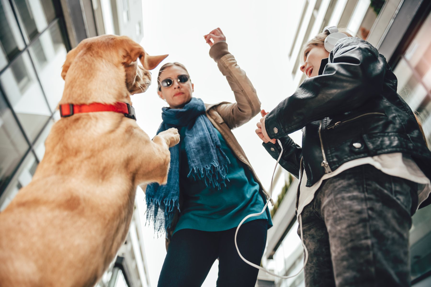 comment empecher ce chien de sauter contre gens Chien qui saute sur les gens par excitation