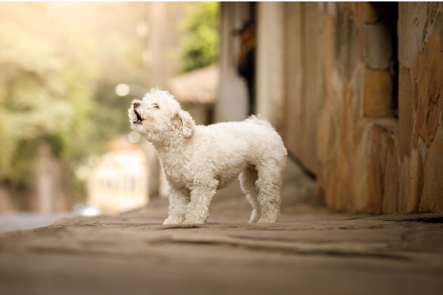 Un bichon qui aboie parce qu'il a entendu quelque chose
