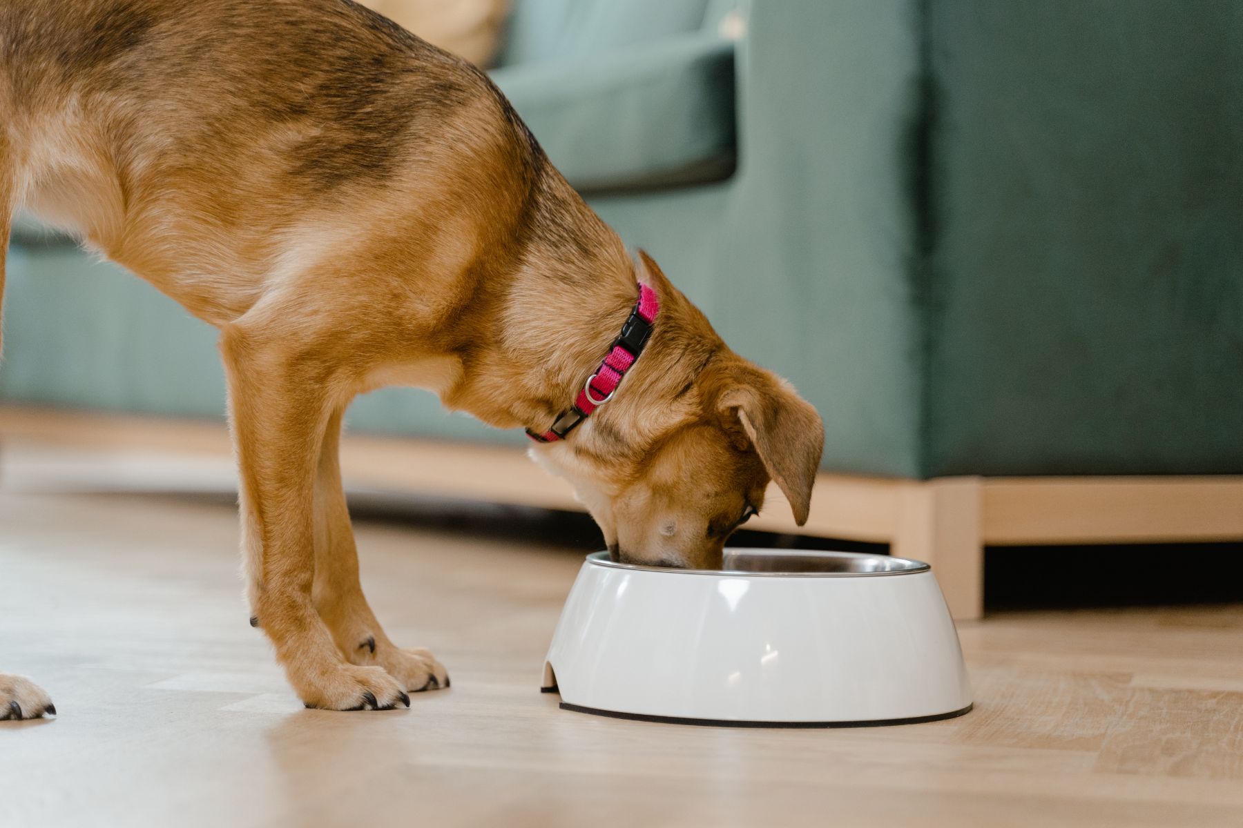 Le contenu de la gamelle peut avoir une influence sur l'odeur du chien