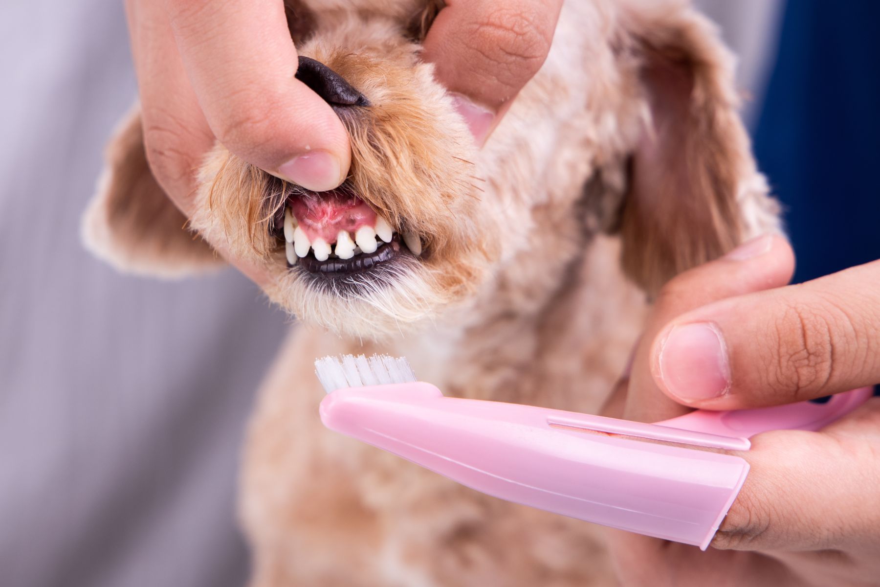 En brossant les dents de votre chien, vous pouvez prévenir le tartre et les mauvaises odeurs