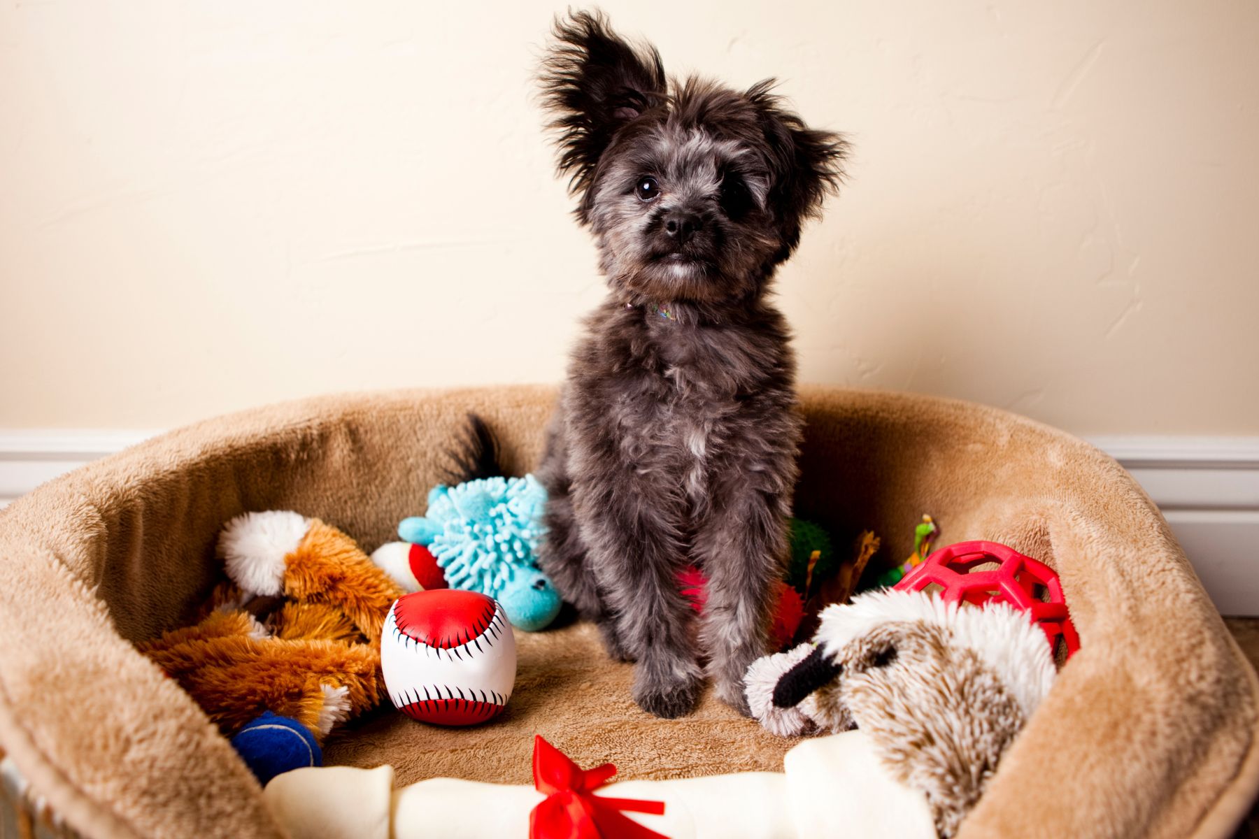 Nettoyer le lits et les jouets du chien pour éviter que les mauvaises odeurs ne s'incrustent sur lui