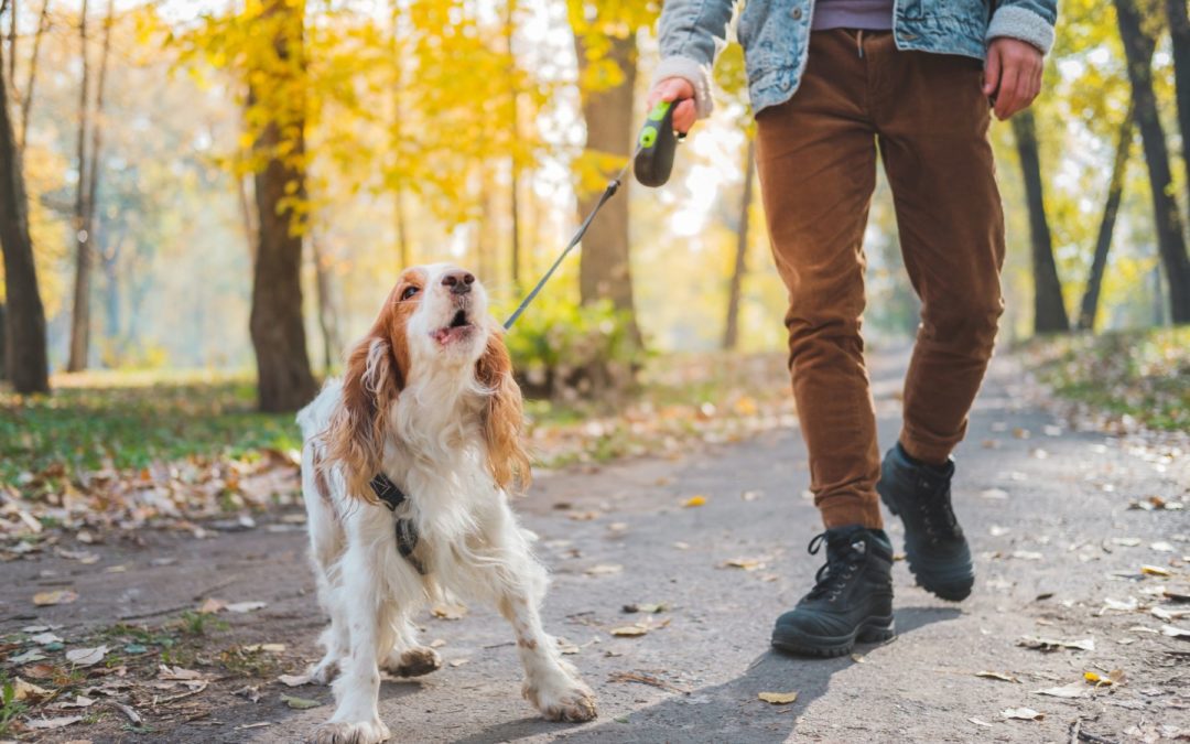 Que dit votre chien ? Comprendre ses bruits et aboiements