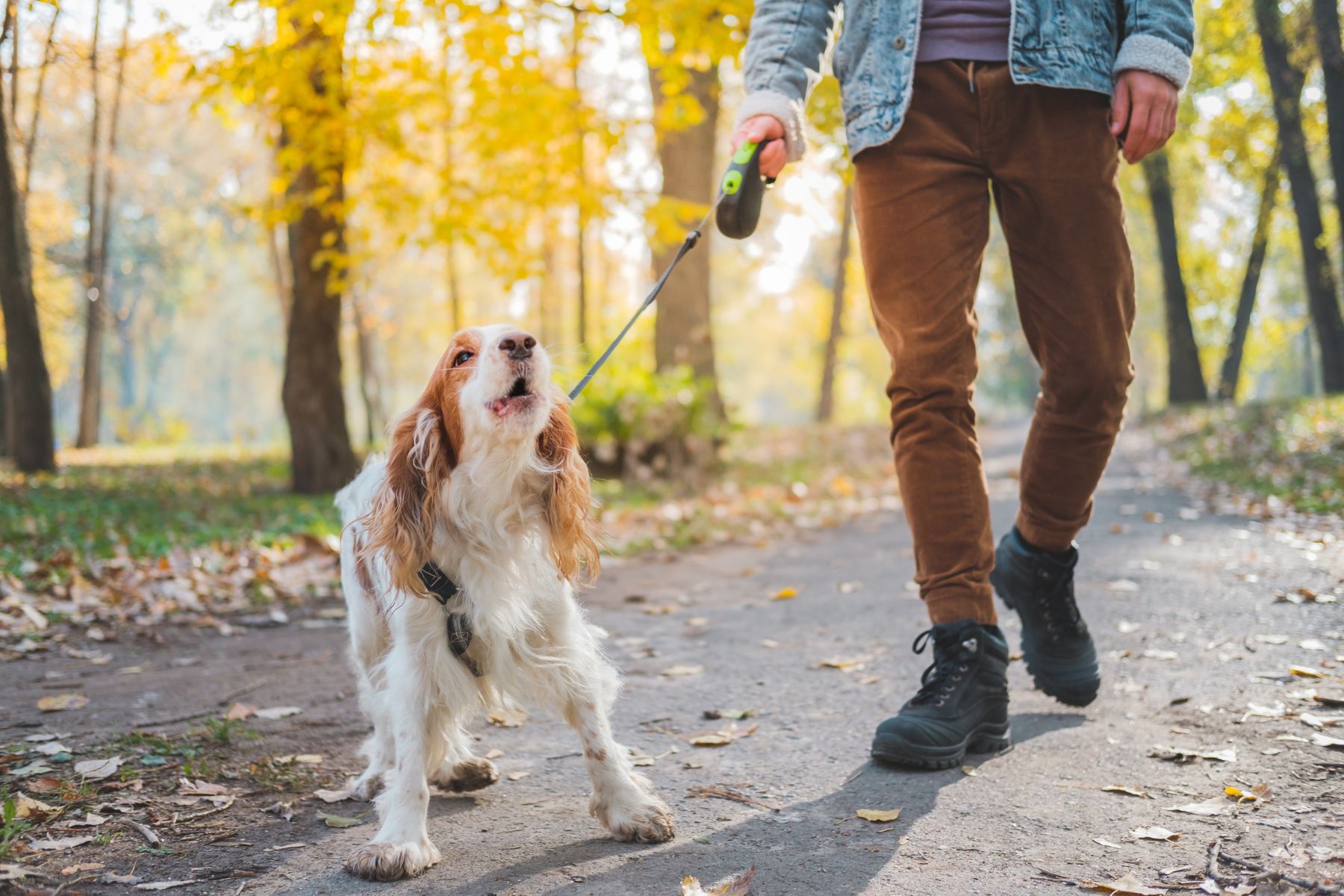 que dit ce chien qui aboie Un chien qui aboie au bout d'une laisse