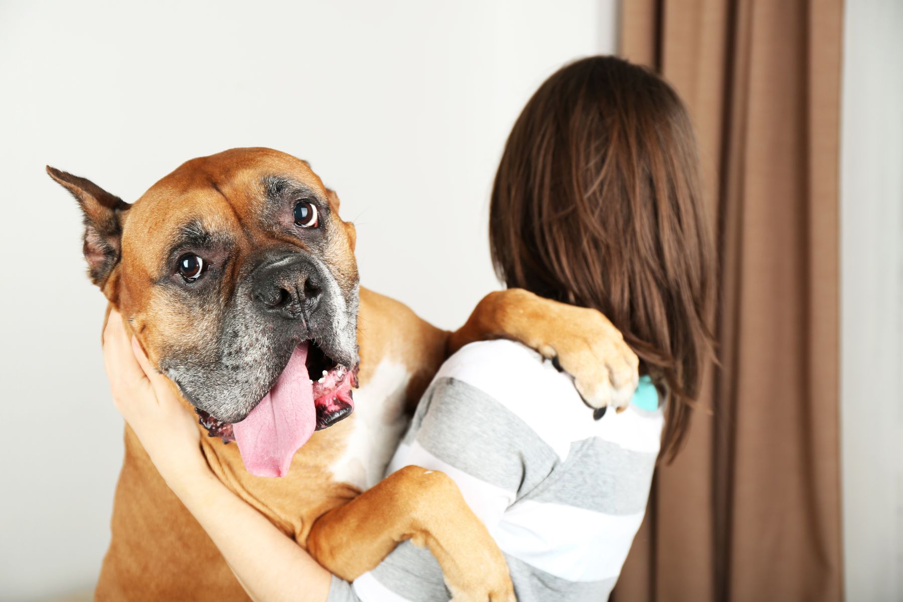 que faire pour que chien sente bon sans bain Un gros chien dont l'haleine ne sent pas bon