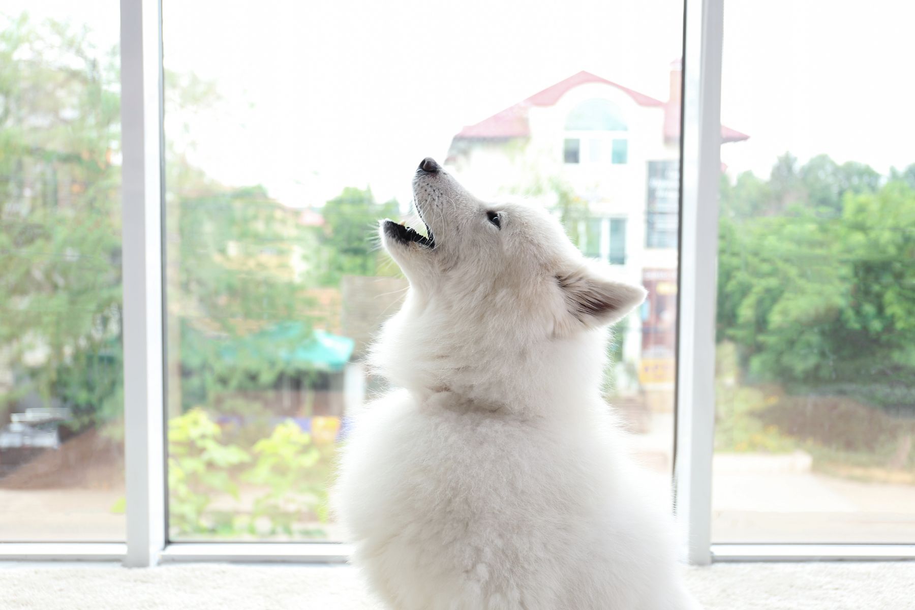 Un chien blanc qui hurle