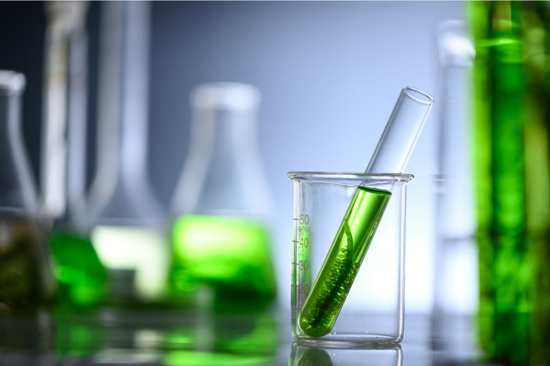Des analyses de cyanobactéries