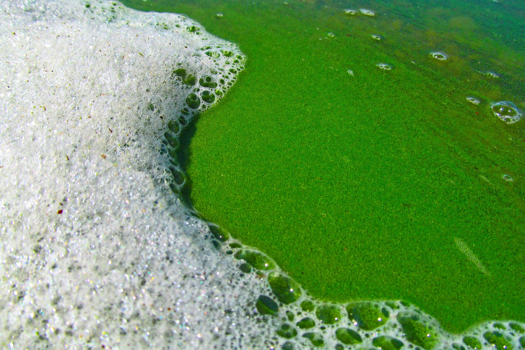 L'écume peut indiquer la présence de cyanobacteries dans un plan d'eau