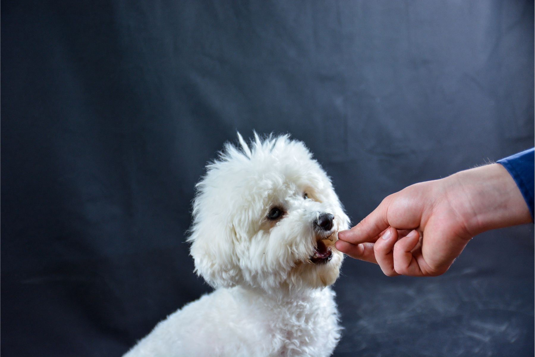 Une friandise pour récompenser un petit bichon frisé.