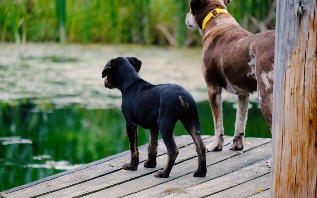 Les cyanobactéries : un gros danger pour votre chien