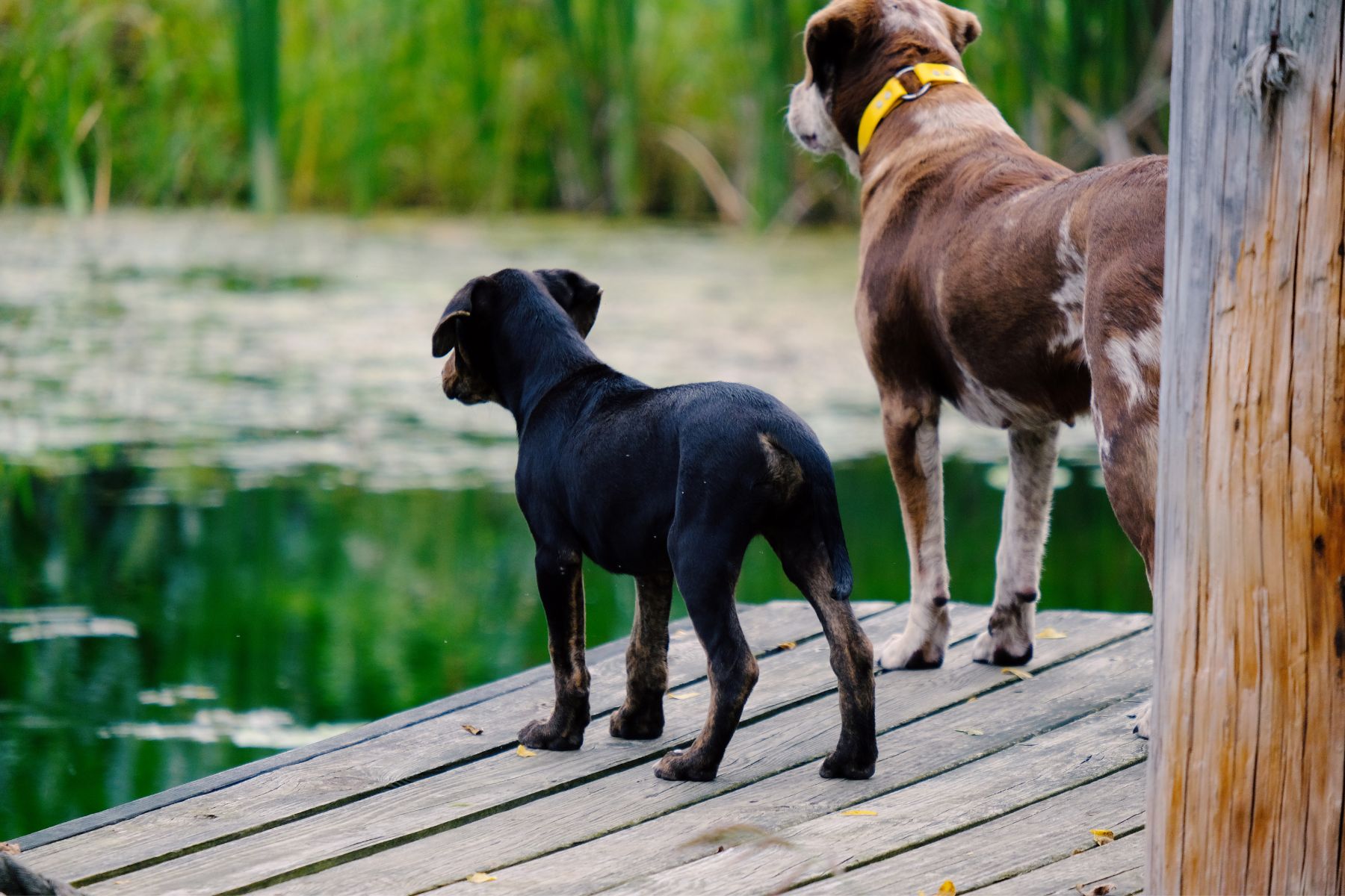 nager dans eau avec cyanobacterie est dangereux pour les chiens Se baigner dans une eau infectée par les cyanobactéries est très dangereux pour les chiens