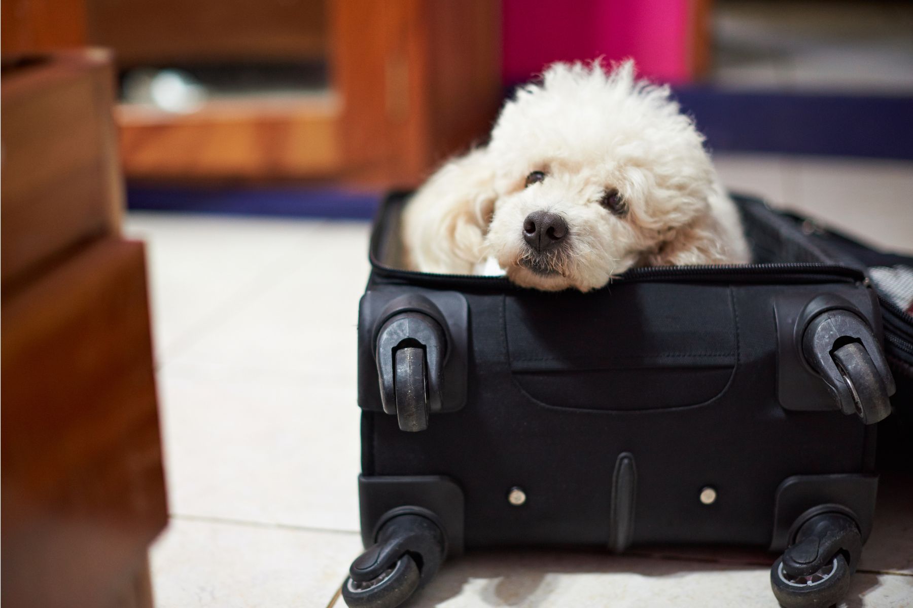 Quand on partage sa vie avec un chien, l faut trouver des solutions pour les vacances.