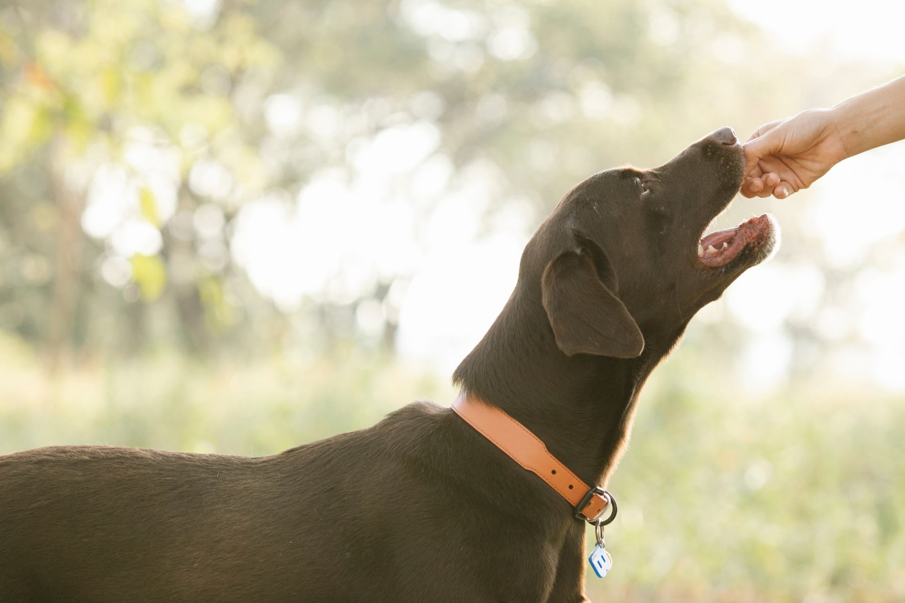 xr:d:DAFvXnozEqU:339,j:1497871002223859431,t:24040713 Pas toujours facile de savoir quelle récompense utiliser pour recompenser son chien.