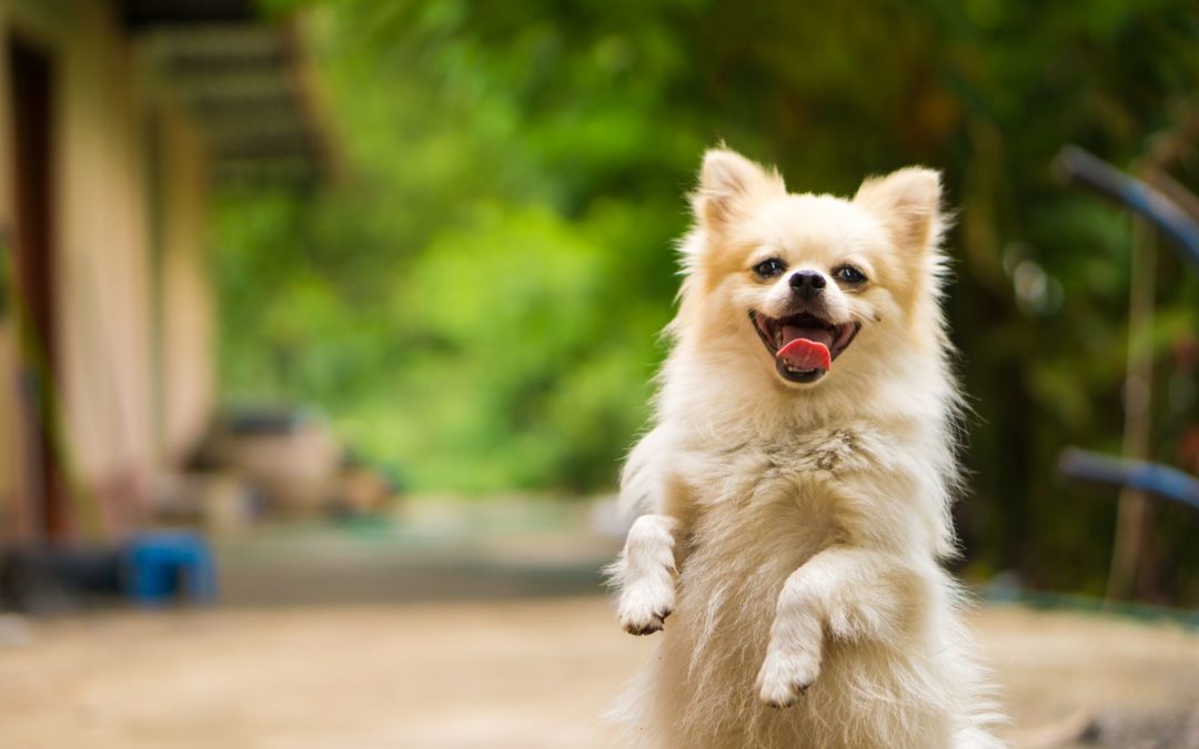 Quelles friandises pour récompenser son chien ?