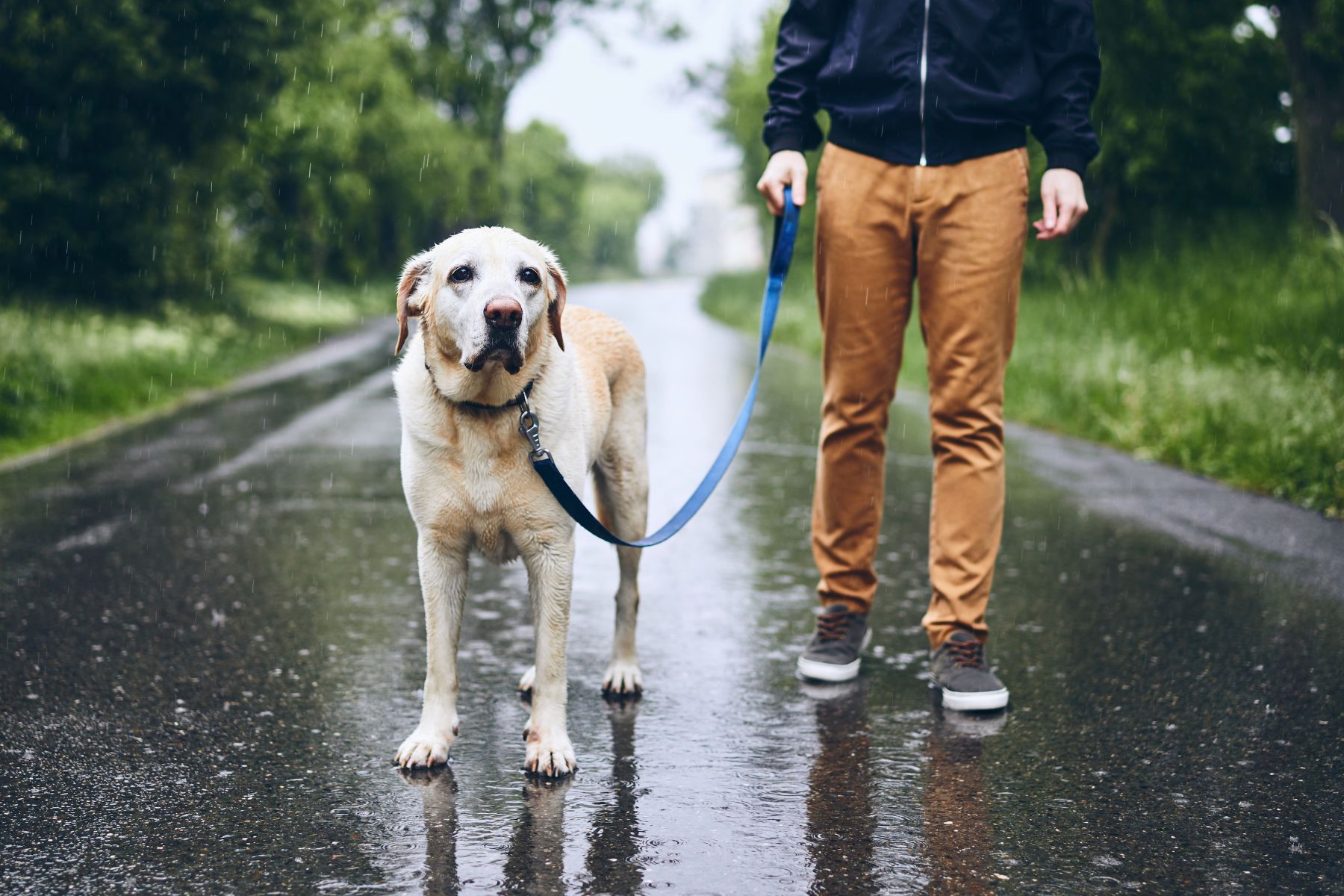 Quand on a adopte un chien, il faut être prêt à le sortir par tous les temps