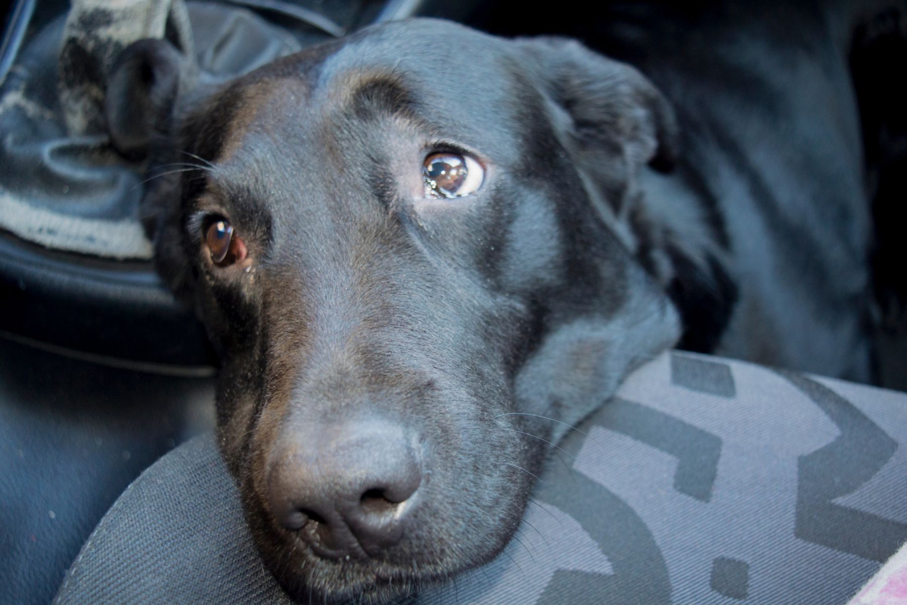 Un chien noir qui n'aime pas aller en voiture