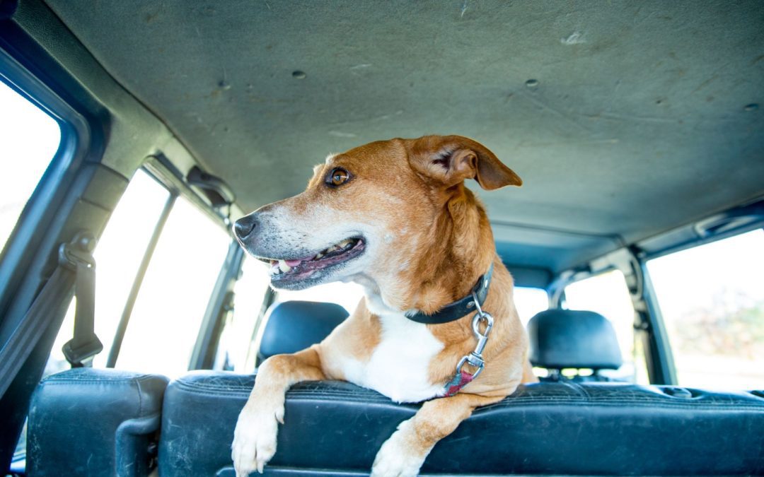 Mon chien déteste la voiture: que faire?