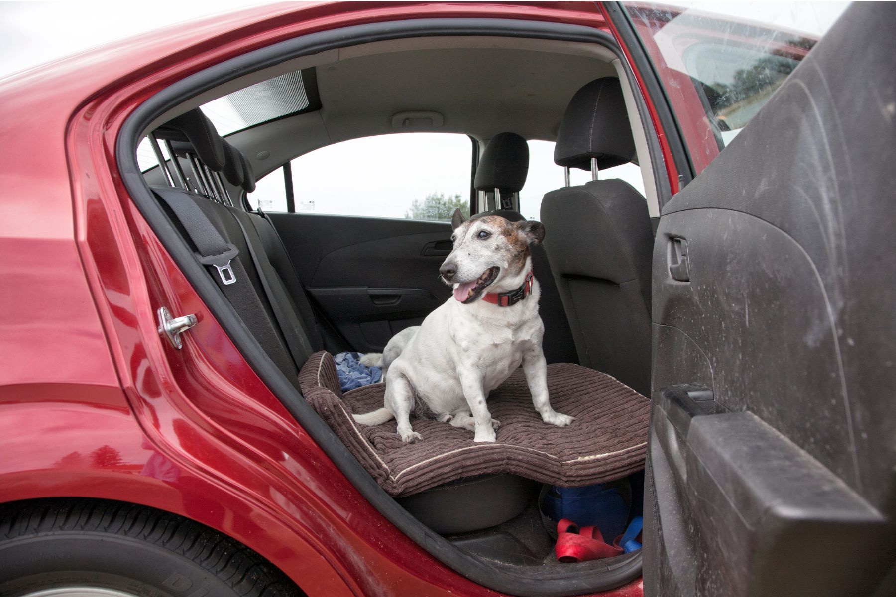 Un chien qui déteste prendre la voiture