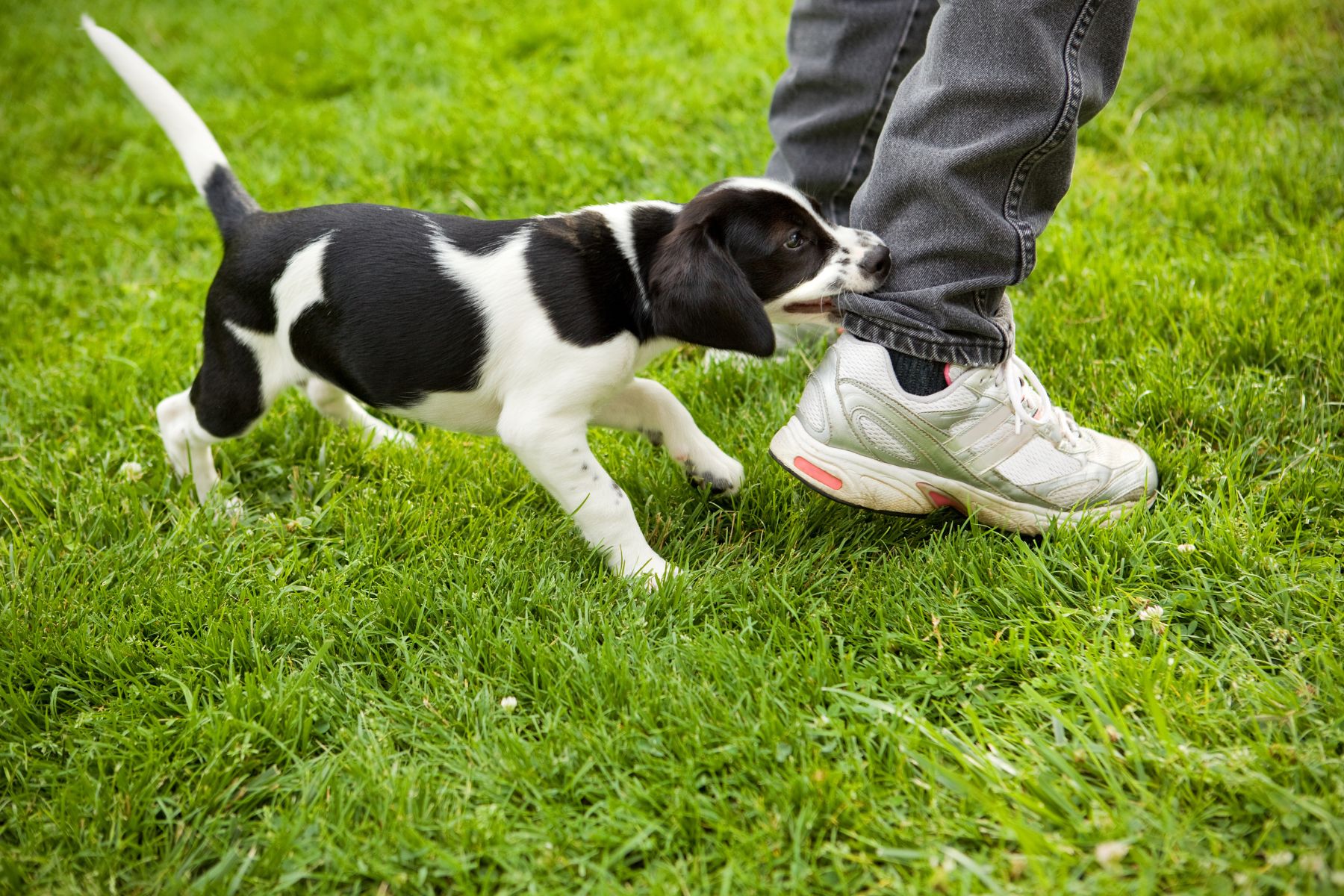 Un chiot qui mordille les pantalons.