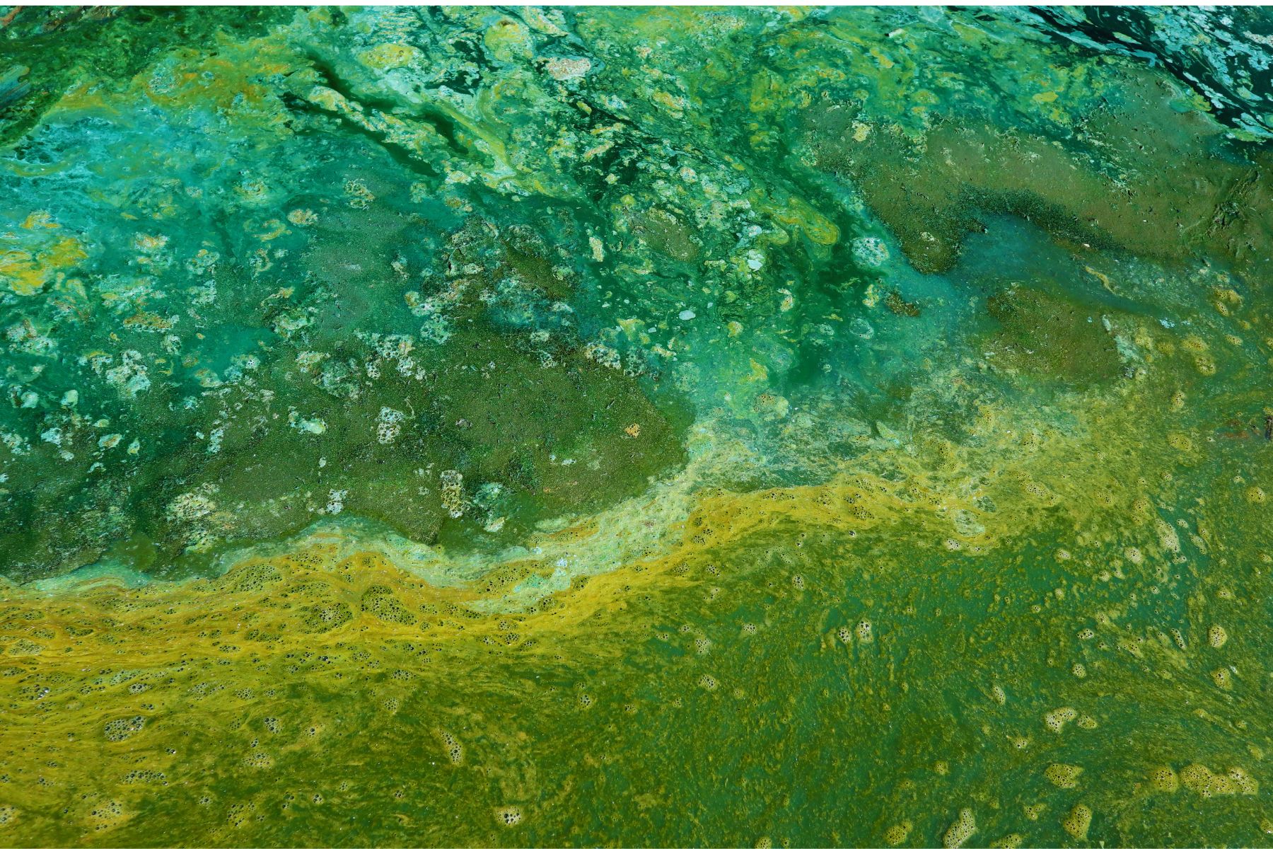 Les cyanobactéries présente dans les eaux généralement stagnante sont très dangereuses pour les chiens