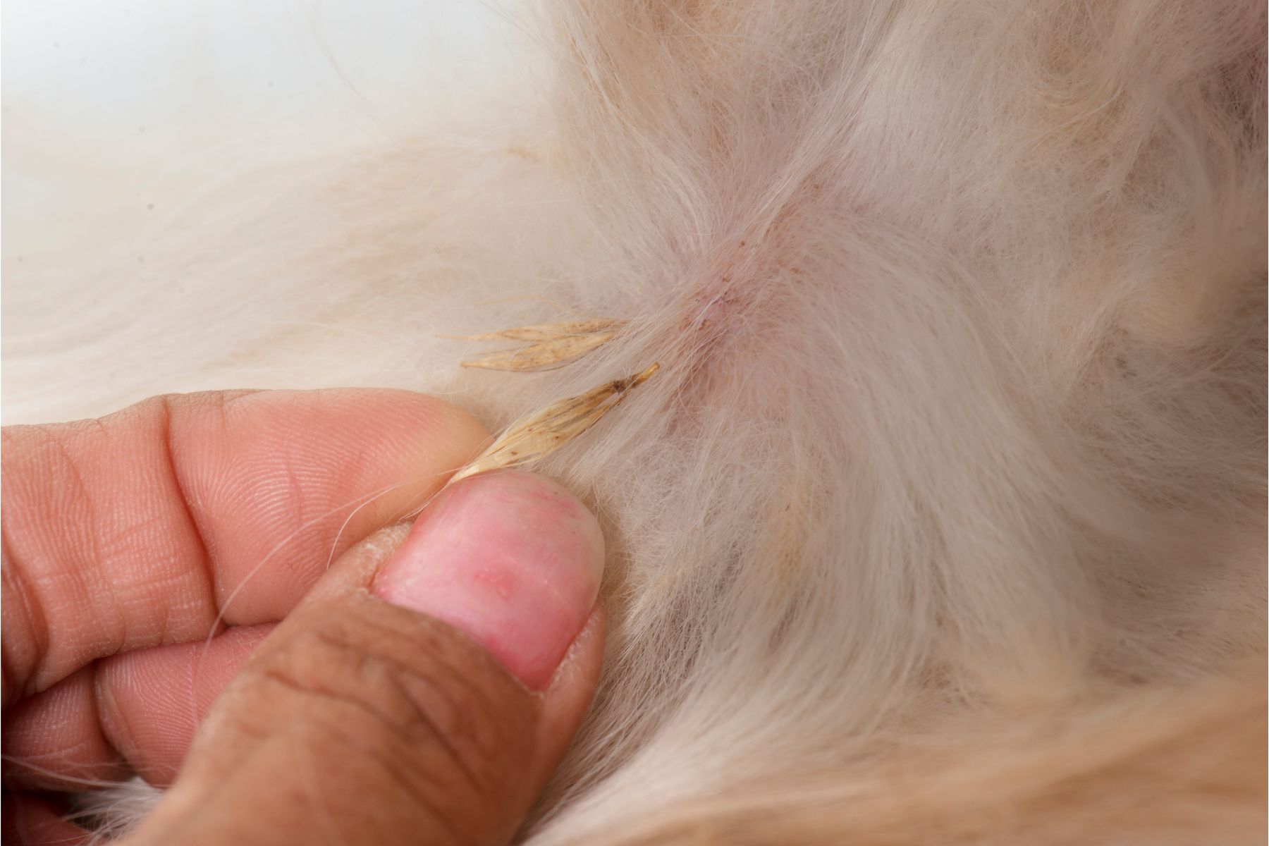 Les épillets peuvent pénétrer à l'intérieur du corps du chien et être dangereux pour sa santé.