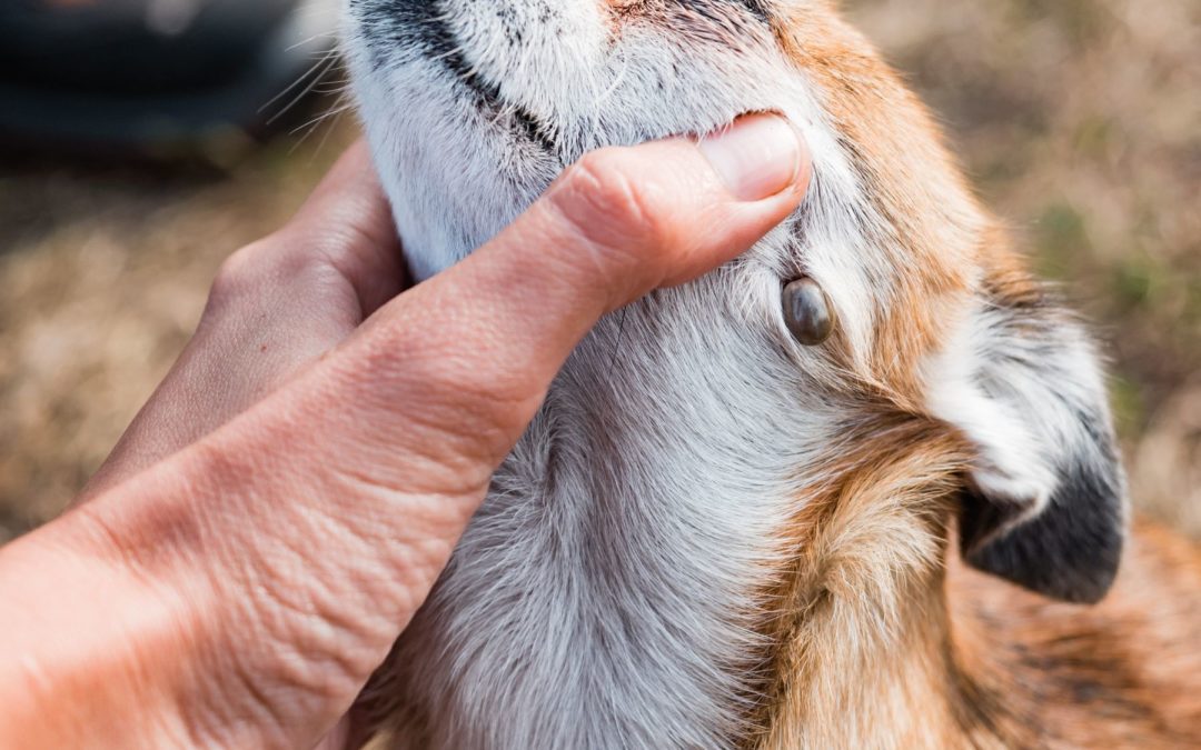 Les dangers de la nature pour votre chien : 7 menaces fréquentes