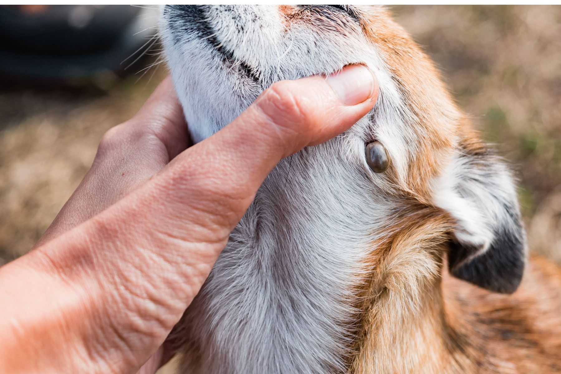 tiques-grande-menace-naturelle-pour-chien Les tiques, un fléau en augmentation avec des risques de transmission de maladie.