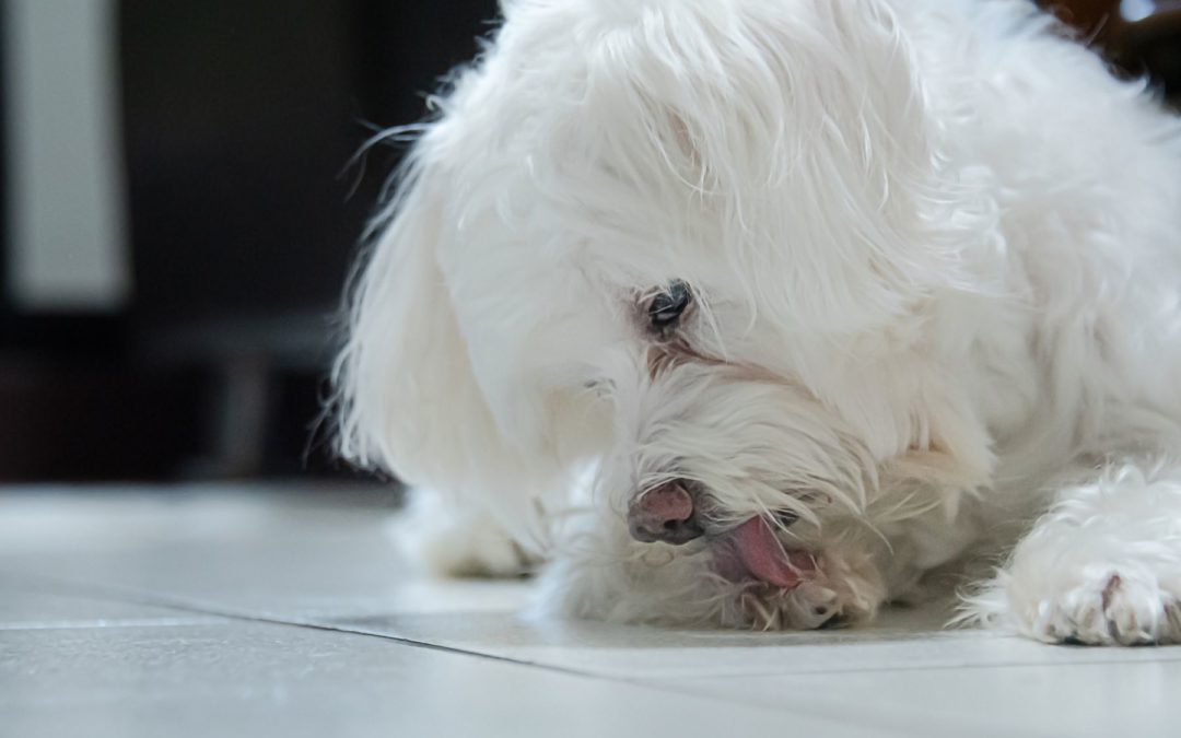 Votre chien se lèche les pattes ? Découvrez pourquoi et que faire