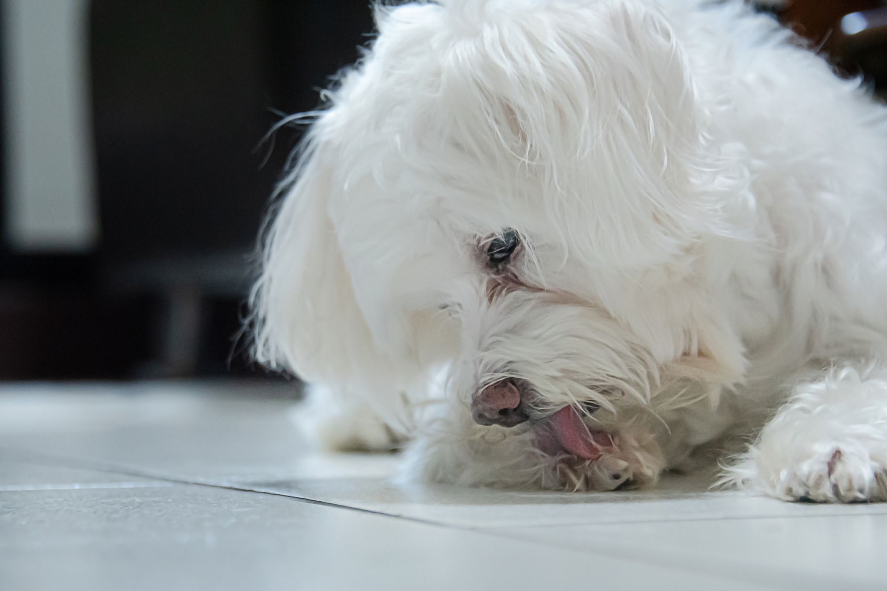 bichon qui leche une patte Une bichon qui se lèche la patte.