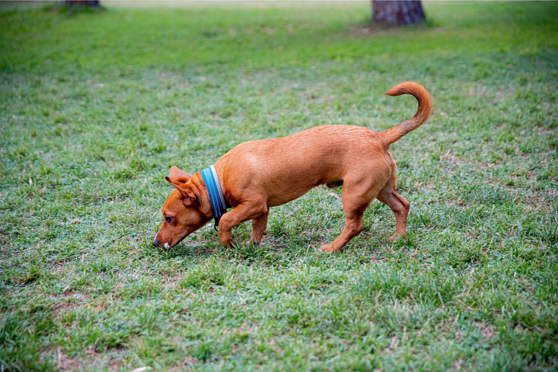 Chien qui flaire et qui n'écoute pas le rappel.
