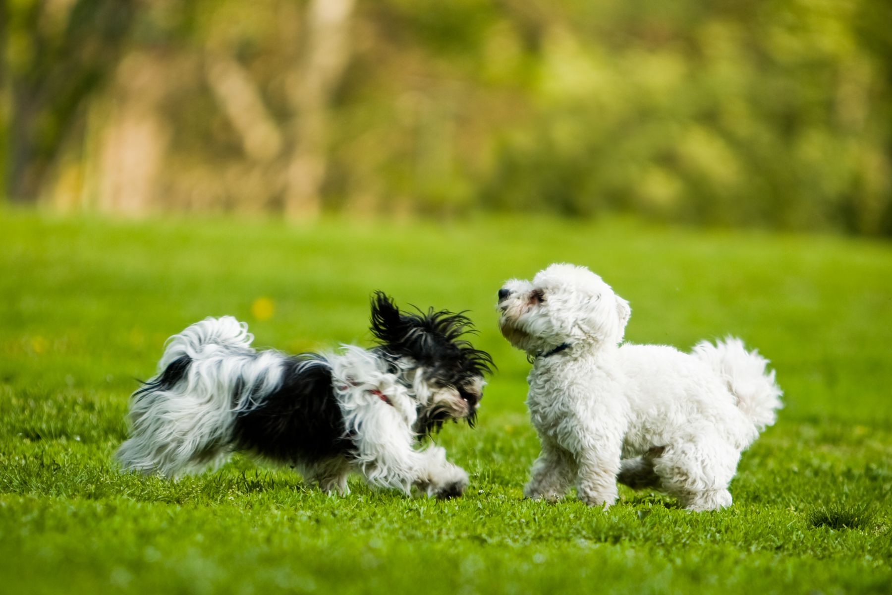 Deux petits chiens qui jouent ensemble. Inutile d'essayer de les rappeler à ce moment-là.