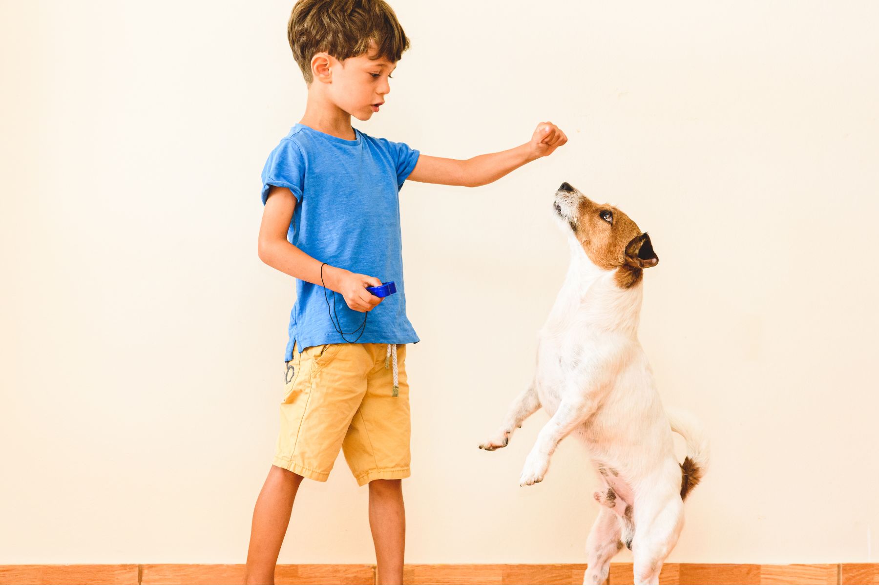 apprendre des tours grace au clicker Un enfant apprend des tours a son chien grâce au clicker