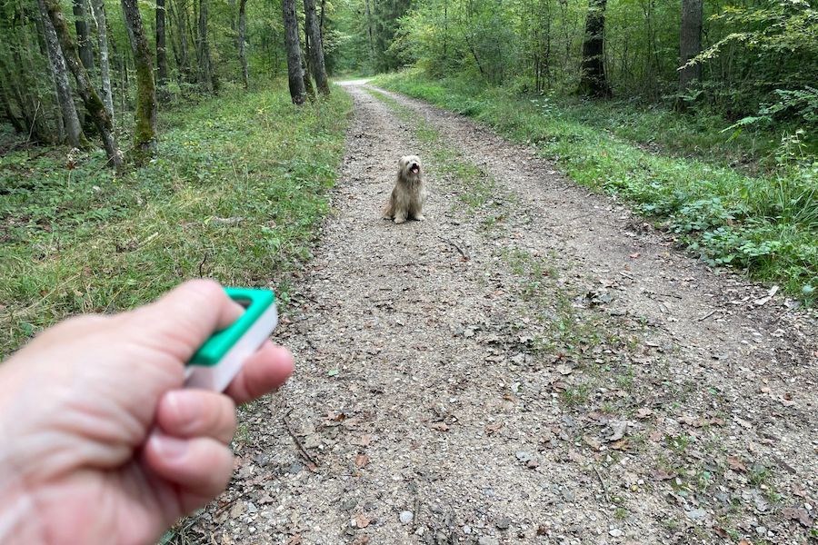 Le clicker training, c’est quoi : cinq points clés pour tout comprendre