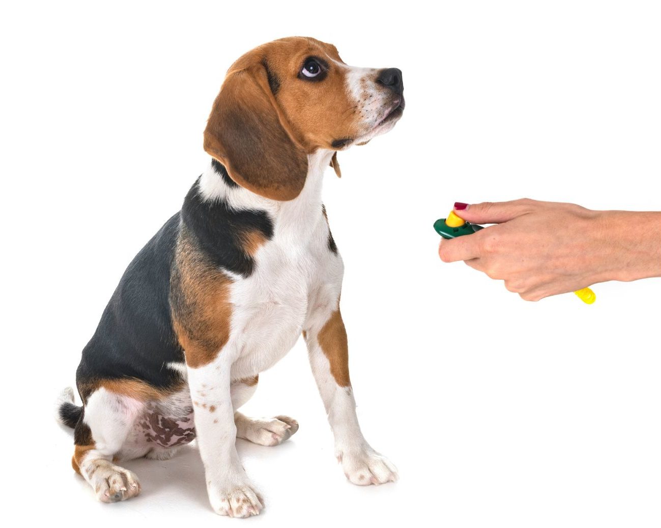 initiation au clicker training avec un chiot beagle