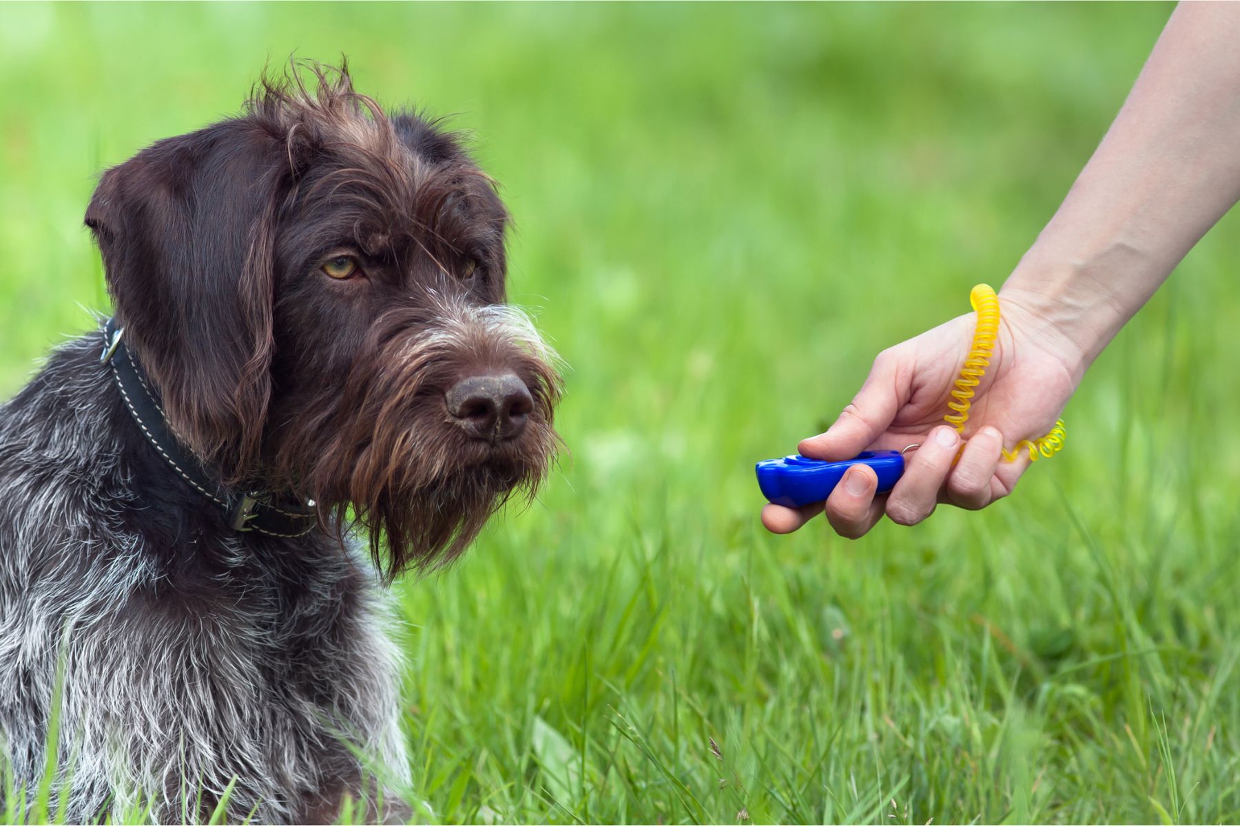Un chien qui découvre le cliker