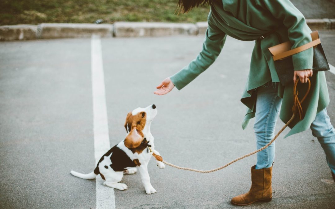 Comment bien débuter le clicker avec son chien