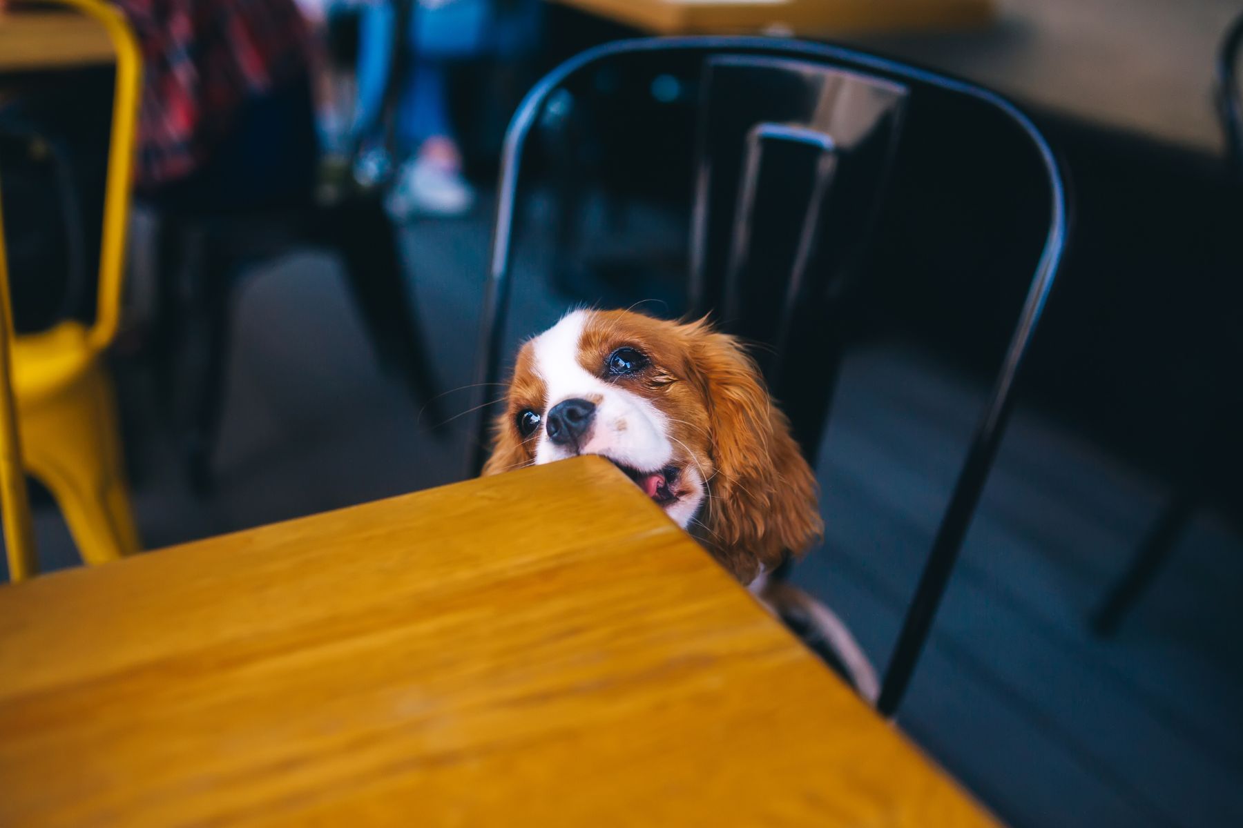 Chiot qui fait ses dents sur le mobilier