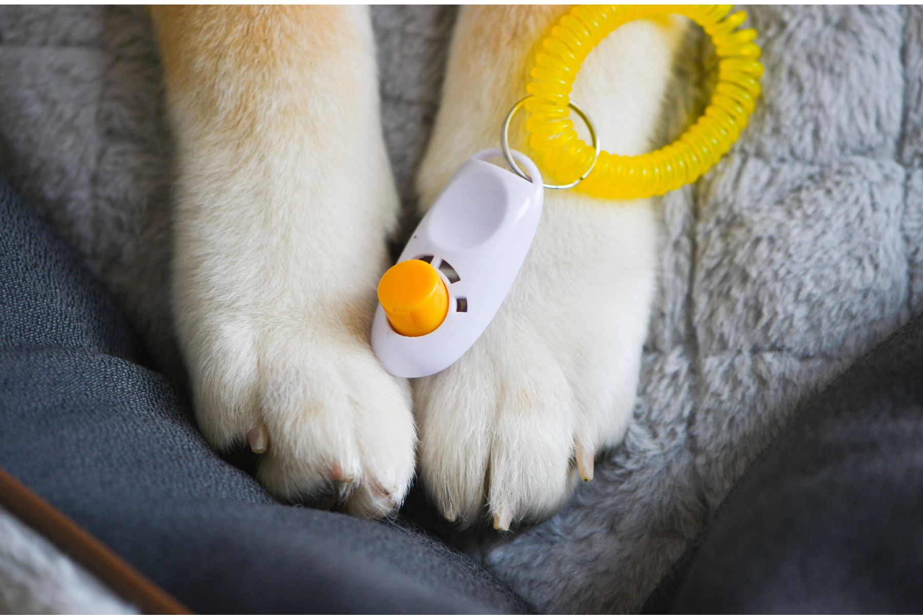 Un clicker posé sur les pattes d'un chien