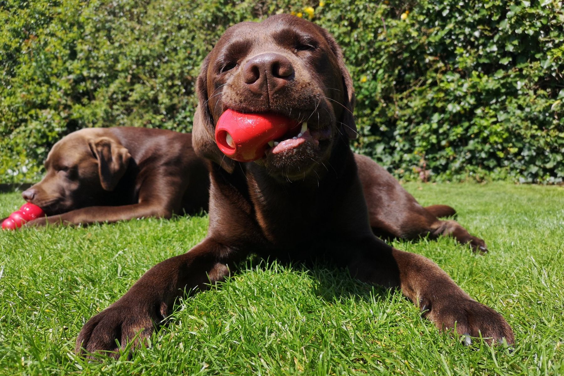 Labrador chocolat et jouets kong