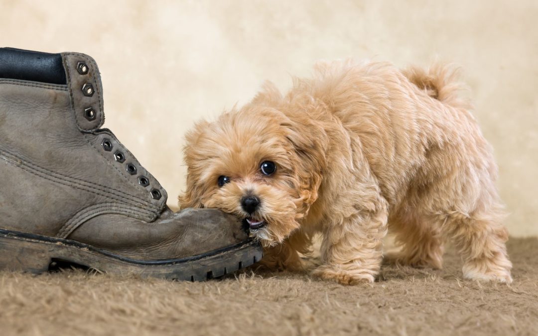 Quand votre chiot va-t-il arrêter de tout mordiller?