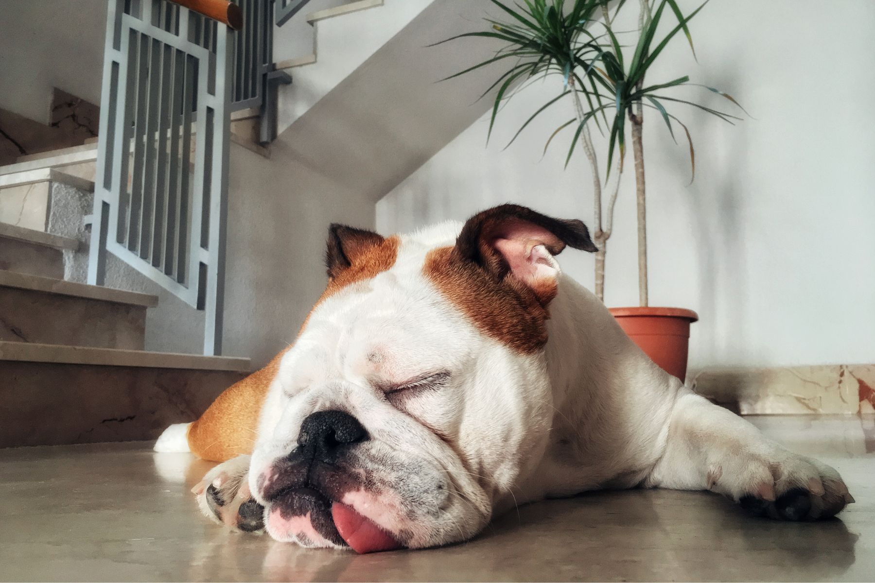 Un chien pourra laisser des traces dans votre intérieur