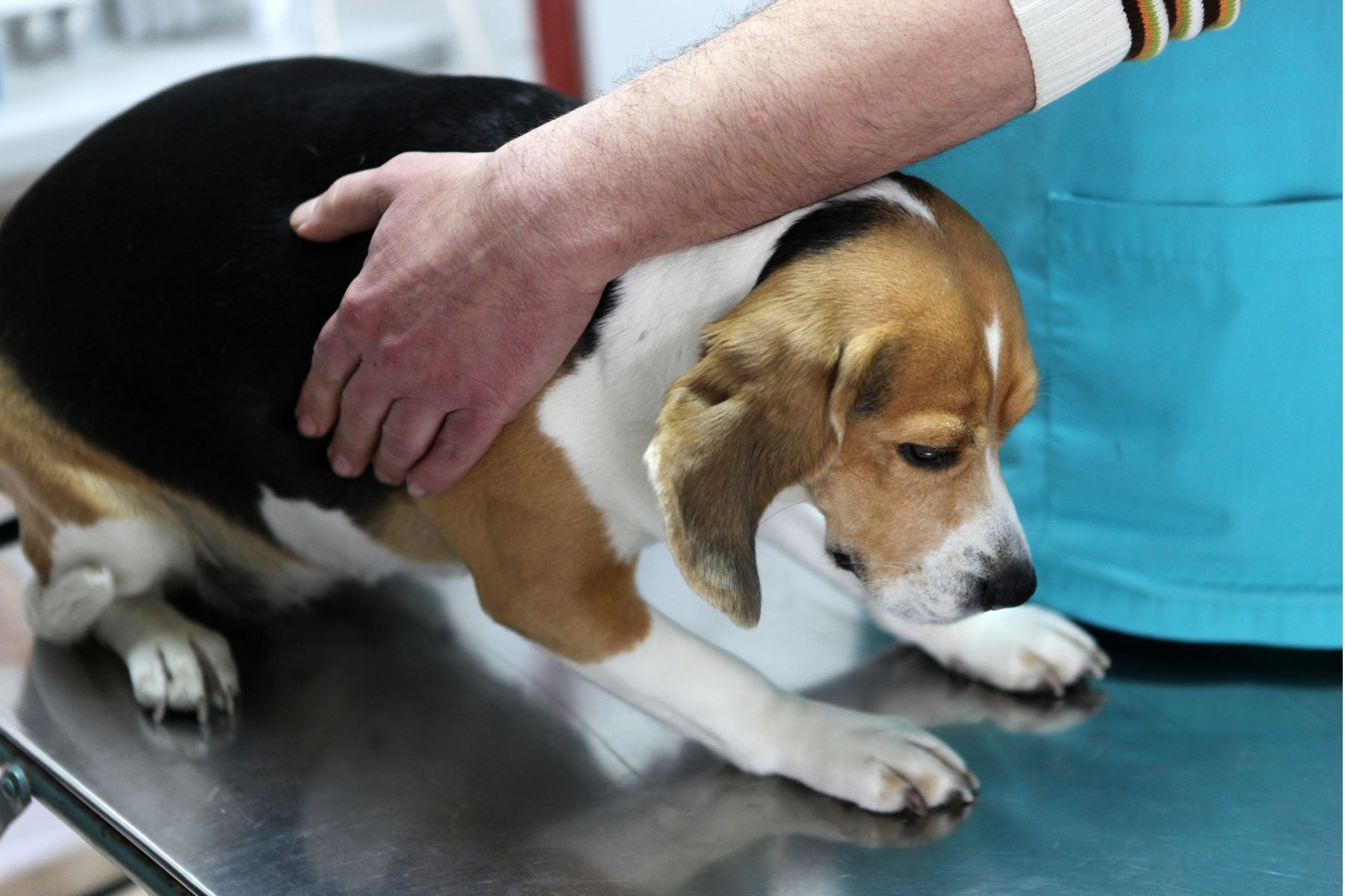 Quand on adopte un chien à la retraite il faut prendre en compte les frais de vétérinaire.
