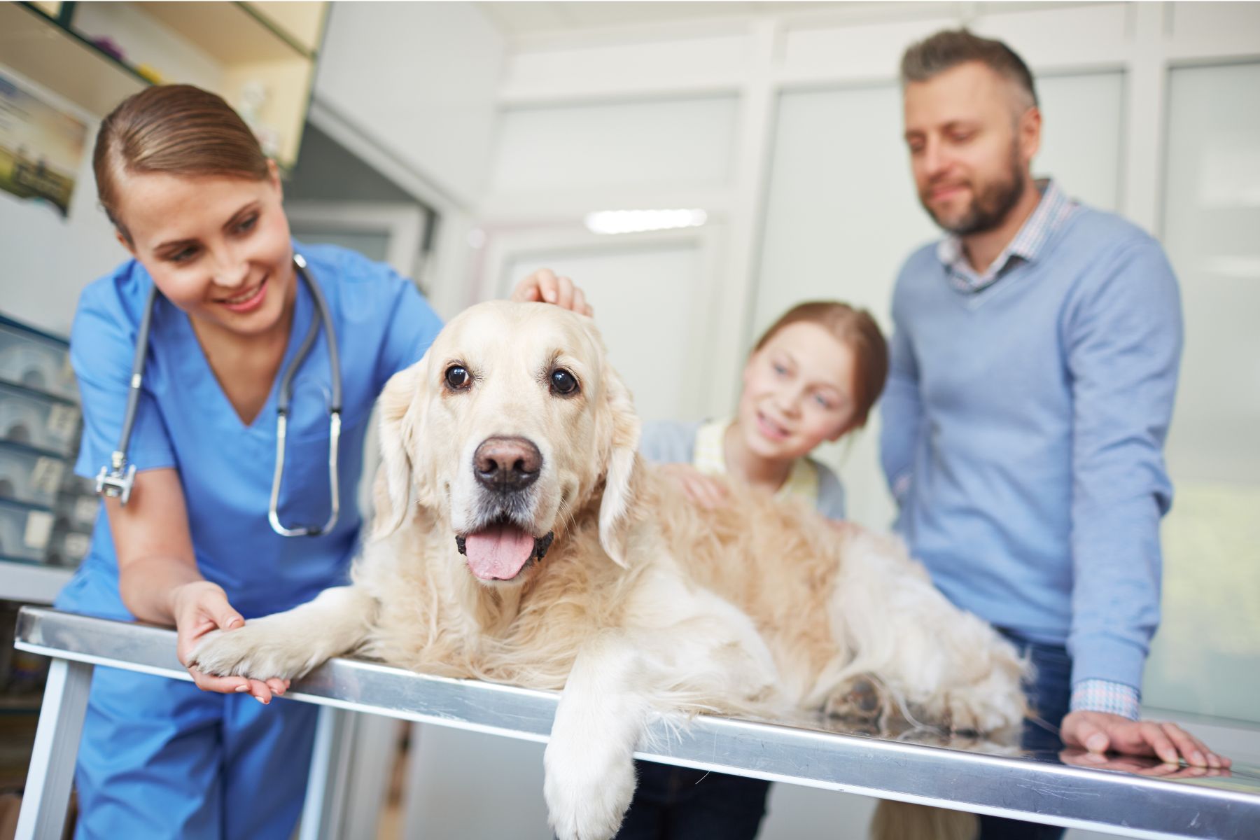 Gérer votre stress, notamment chez le vétérinaire, aide votre chien à gérer le sien.