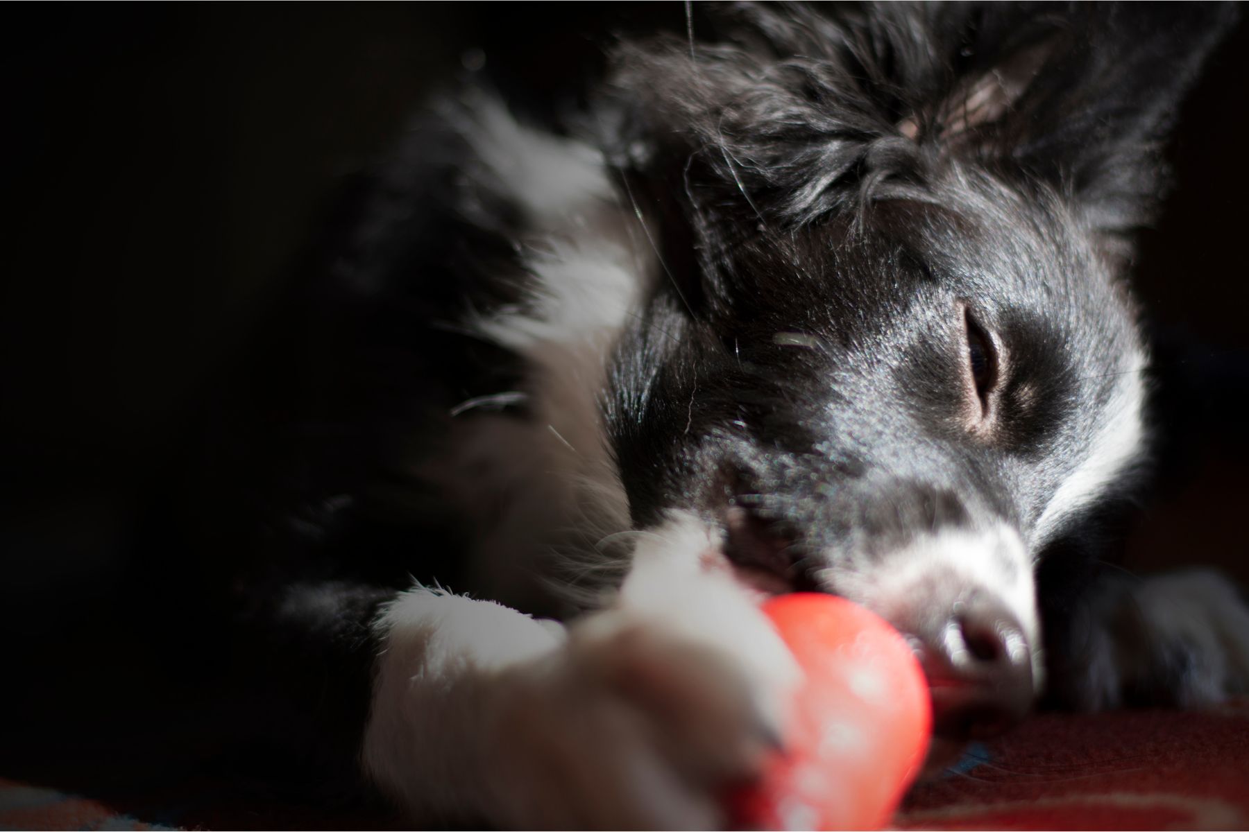 Un jouet d'occupation aide les chiens à rester seuls.