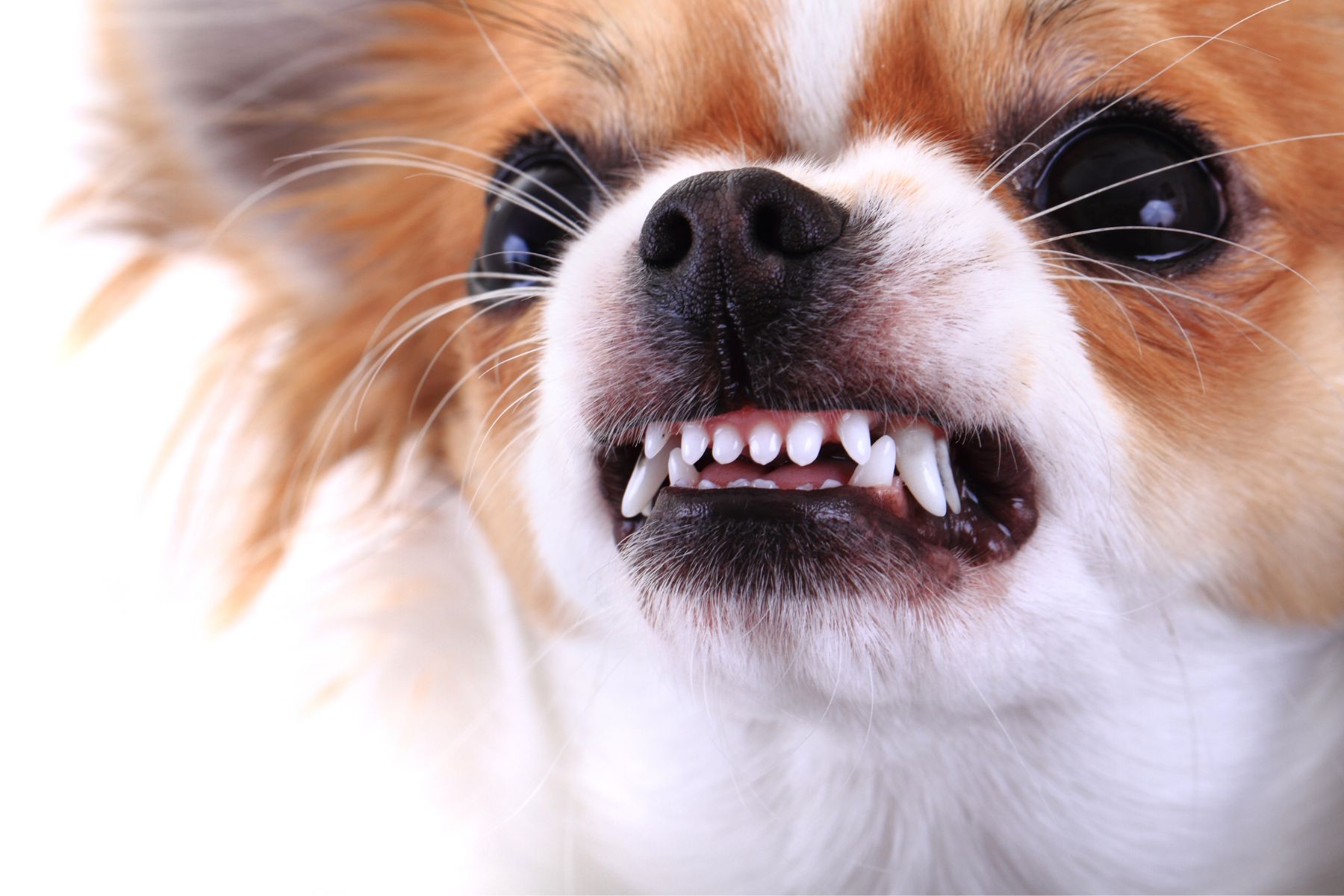Un petit chien qui montre les dents